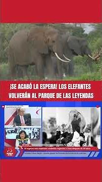 Parque de las Leyendas welcomes two young African elephants again