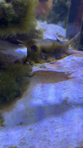 Cowfish in Pet Store