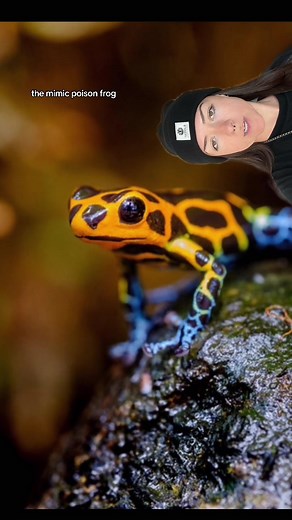 oh to be a tadpole on a piggyback ride #frog #animals #learnontiktok