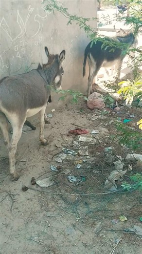 donkey breeding video#animals mating beautiful videos##viral short#deser life iandi