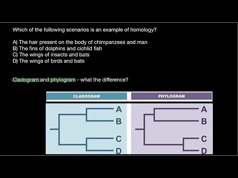 Homology vs Homoplasy | Cladogram vs. Phylogram