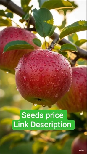 Fresh Red Apple Harvest 🍎 | Juicy & Natural #apple