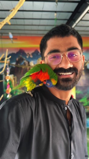 Delightful Lorikeet: A Pet Adventure