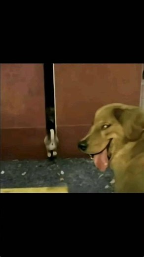 #memes #meme #humor #gato #cachorro