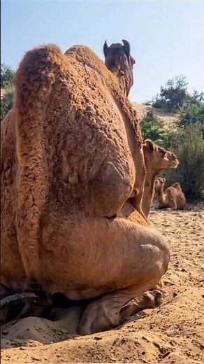 🐪 Shocking Camel Mating Behavior 😲 | Rare Camel Breeding Moment