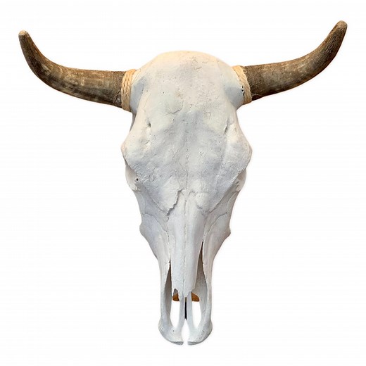 Real Steer Skull With Horns - Etsy