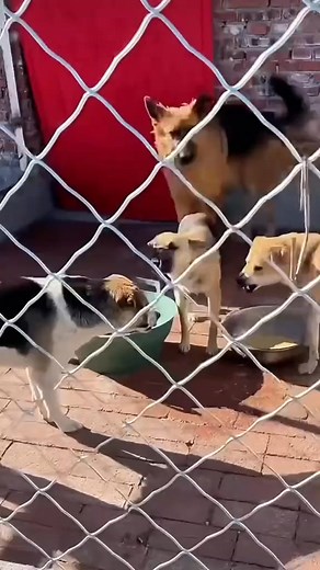 32K views · 432 reactions | A spitting battle! SpittingTongue vs. Sleepyhead: When you can't win, you spit? Sleepyhead's "biological weapon" completely crippled the mighty Spinner! Even dogs resort to cheating in arguments; the whole internet is asking about Spinner's psychological trauma. | King Charles dog | Facebook