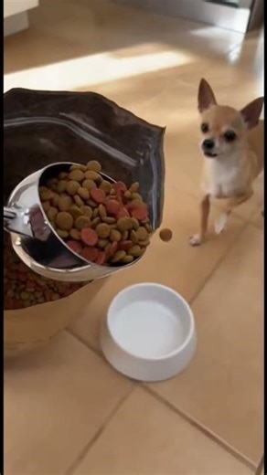 Dog Loses His Mind When He Sees the Food Bowl 😂 #funny