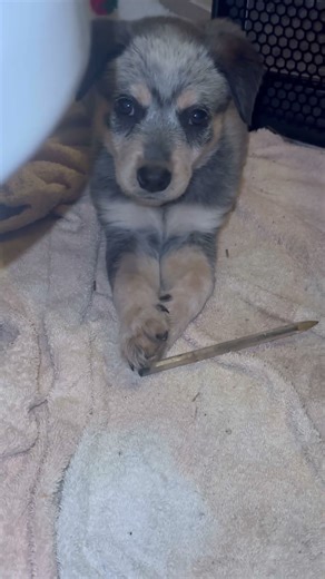 Cattle Dog Whys 🤷🏽‍♀️😂7 am and she is chewing on a nail in the wall 🤦‍♀️#cattledog #dogmom #pup