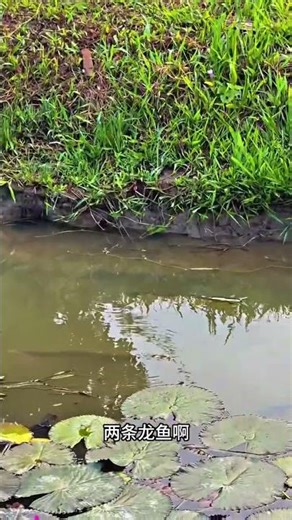 Two Wild Arowanas Show Up in Pond! Anglers Go Wild