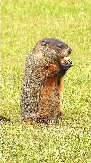 Groundhog Day | February 2