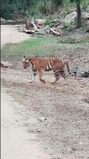 🔥 Into the Heart of India's Wild Jungle | Unforgettable Safari Adventure! 🌿