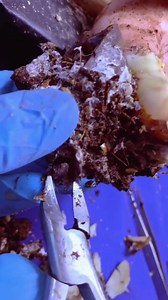 7.8K views · 43 reactions | How to cut nails #nailtech #nailsonfleek #naildesigns #nailsdid #NailStyle #nailaddict #nailfashion | Dii Na Nails | Facebook