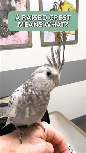 What Does a Raised Crest Mean in a Cockatiel?