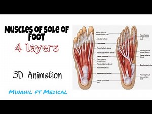 Muscles of foot | 3D origin and insertion