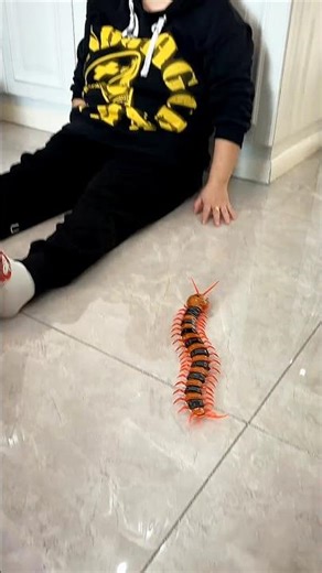 Giant Bug Toy Chases Molly 🤣! #prank #toys #funny #shorts