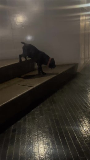 Capone the Cane Corso: A Dog Lover's Adventure