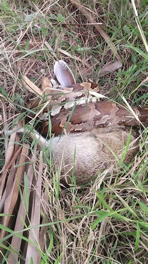 Indian Rock Python Kill With Hare. Sudden Ambush Attack