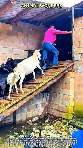 염소 농장 시설 관리 포인트 | 안전한 이동 통로 만들기 #farming #livestock #goat #safety #farmlife