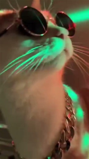 I Put a GoPro on My Cat… I Was NOT Ready for This