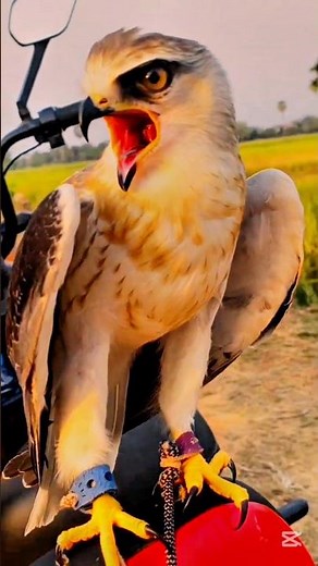 🦅 Eagle SCREAMS Like a Demon! 😱 #shorts #viral #viralvideo #youtubeshorts #birds