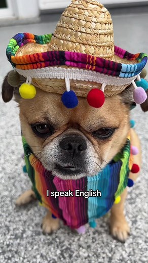 Funny Dog Parody Featuring Mexican Chug Dog | Hilarious Video