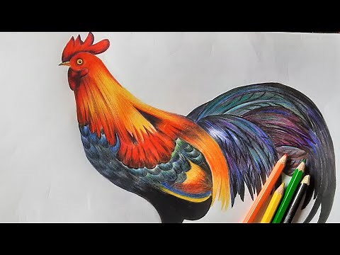 How to draw a realistic Bird (rooster) with color pencils step by step || Rooster Drawing