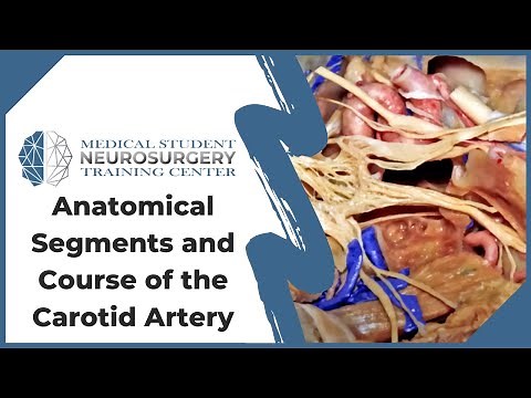 Anatomical Segments and Course of the Carotid Artery