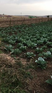 Sibiziwe sonke kodwa ayisithi sonke abakhethiweyo.💚🙏🏾 #fblifestyle | Sinothandk Cimele