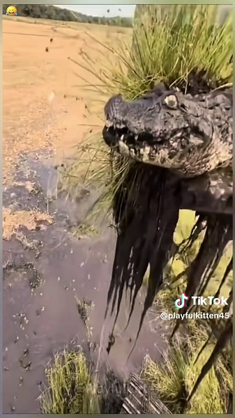 PlayfulKitten (@playfulkitten45)’s videos with original sound - PlayfulKitten