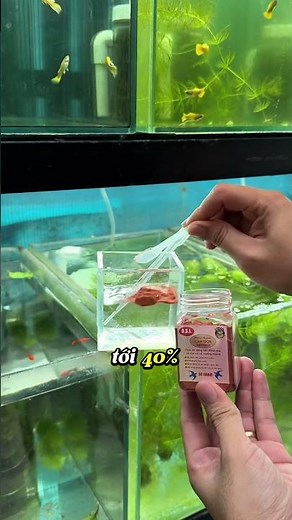 Cám trộn artemia, thức ăn cho cá dạng hạt mịn thay thế artemia, bobo #fyp #guppy #nhacabaymau