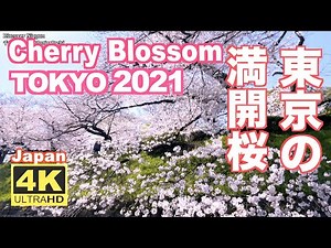 4K Japan Tokyo Cherry Blossom（sakura) 2021 東京の桜 満開 花見 東京観光 旅行 案内 上野公園 千鳥ヶ淵 新宿御苑 浅草 隅田川 井の頭公園 不忍池