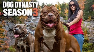 Watch the whole third season of Dog Dynasty featuring some of the most emotional moments in Dog Dynasty history as the family are hit by the deaths of two of their favourite dogs – Hulk’s great-great grandmother Maia and their top training dog, Ace 💔 | Dog Dynasty