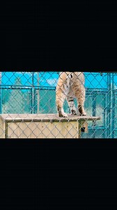 Lynx #wildlifezoo #StarsEverywhere #lynx | Gwenn Charvet