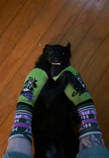 Dog playing with the dogs 😂#schipperke #dog #xyzbca