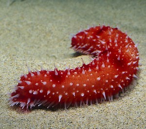 Echinodermata
