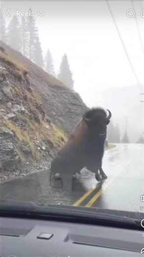 American bison bull jumps 25ft down into the road, face first and survives