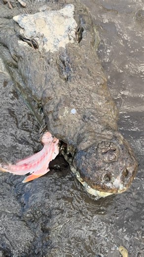 JasonCrocodileTours on Instagram: "🇨🇷 This is why we are the best tour in town! 🤩 Come and live the real crocodile experience with us! 🐊 🐊 Our tour visit the most important ecosystems in Tárcoles river like the beach, mangroves, nesting and birthing areas. 🌴🌊☀️🚤🌅 🐊 Our tour goes for 1 hour and 40 minutes approximately, and we start every 2 hours since 8:00 am until 4:00 pm, everyday. 📅 🐊 You can do birdwatching and also you have the chance to see lots of other animals during our tour