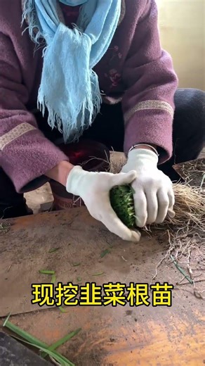 Discover the Fresh Roots of Chinese Chives: A Glimpse into Rural Farming