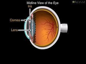 How the Eye Works Animation - How Do We See Video - Nearsighted & Farsighted Human Eye Anatomy on Make a GIF