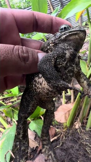 Cute Sound Toad #Toad #frog #animals