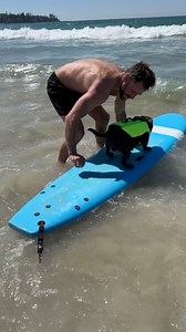 2.2M views · 110K reactions | Cowabunga dude ‍♂️  ☀️ Life jacket from @sbt1935 #surf #surferdog #surfing #surfboard #beach #staffy #bluestaffy #dog | Tommybluestaff | Facebook