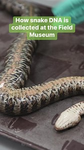 182K views · 1.5K reactions | Sara Ruane from the Field Museum of Natural History shows how a snake is preserved. Her research relies on new and old specimens to see how changes in habitat have affected the species over time. #FieldMuseum #Chicago #animals #preservation #scienceinsider | Insider Science | Facebook