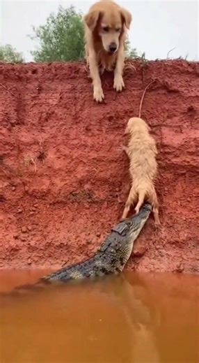 Baby pup nearly loses his life. #animals #jimcorbettwildlifeandnatureview #wildlife