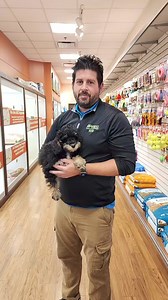 🐩✨ Meet the Poodle: the epitome of elegance, intelligence, and heart! ✨🐩 Poodles have captured hearts everywhere with their distinctive curly coats and charming personalities. Whether you choose the Standard, Miniature, or Toy variety, each Poodle comes packed with energy, grace, and that undeniable flair! **Fun Facts:** 1. **Intelligence**: Poodles rank among the smartest dog breeds, making them incredibly trainable and eager to learn! 2. **Hypoallergenic**: Their unique, curly fur helps mini