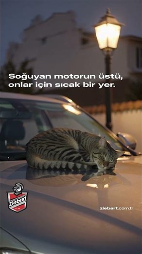 4 NisanSokak Hayvanları Günü 🐾Bu şehir, onların da evi. #ziebarttürkiye