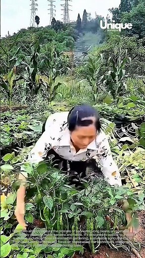 Long bean harvest: picking fresh beans from the garden