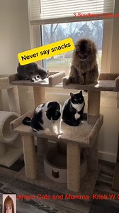 What it’s really like filming cats Behind the scenes_R_011 | Tiny But Mighty