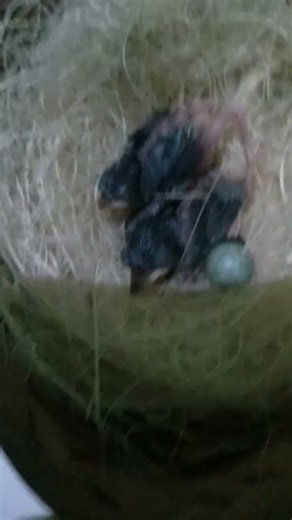 selalu berayukur netes 2 ekor #ciblek semi x daput #manukkebon #masteran #kicaumania #mjrbf #hobby