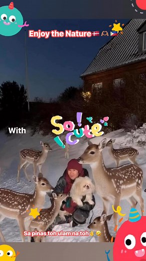 5.1K views · 21 reactions | Denmark has a Pet friendly culture﫶 #animals #animallover #animalreels | Ronaliz Baay Sibulo | Facebook